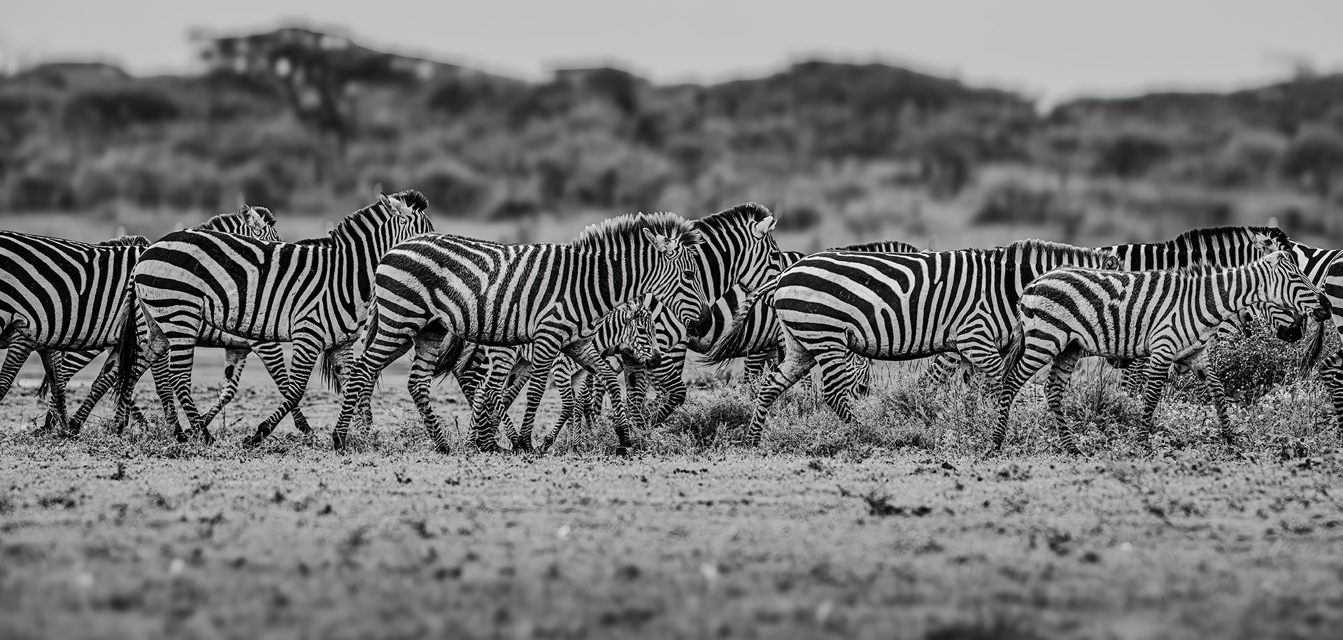 Zebra in Line, Tanzania — fine art photography print by Achyudhan Mani