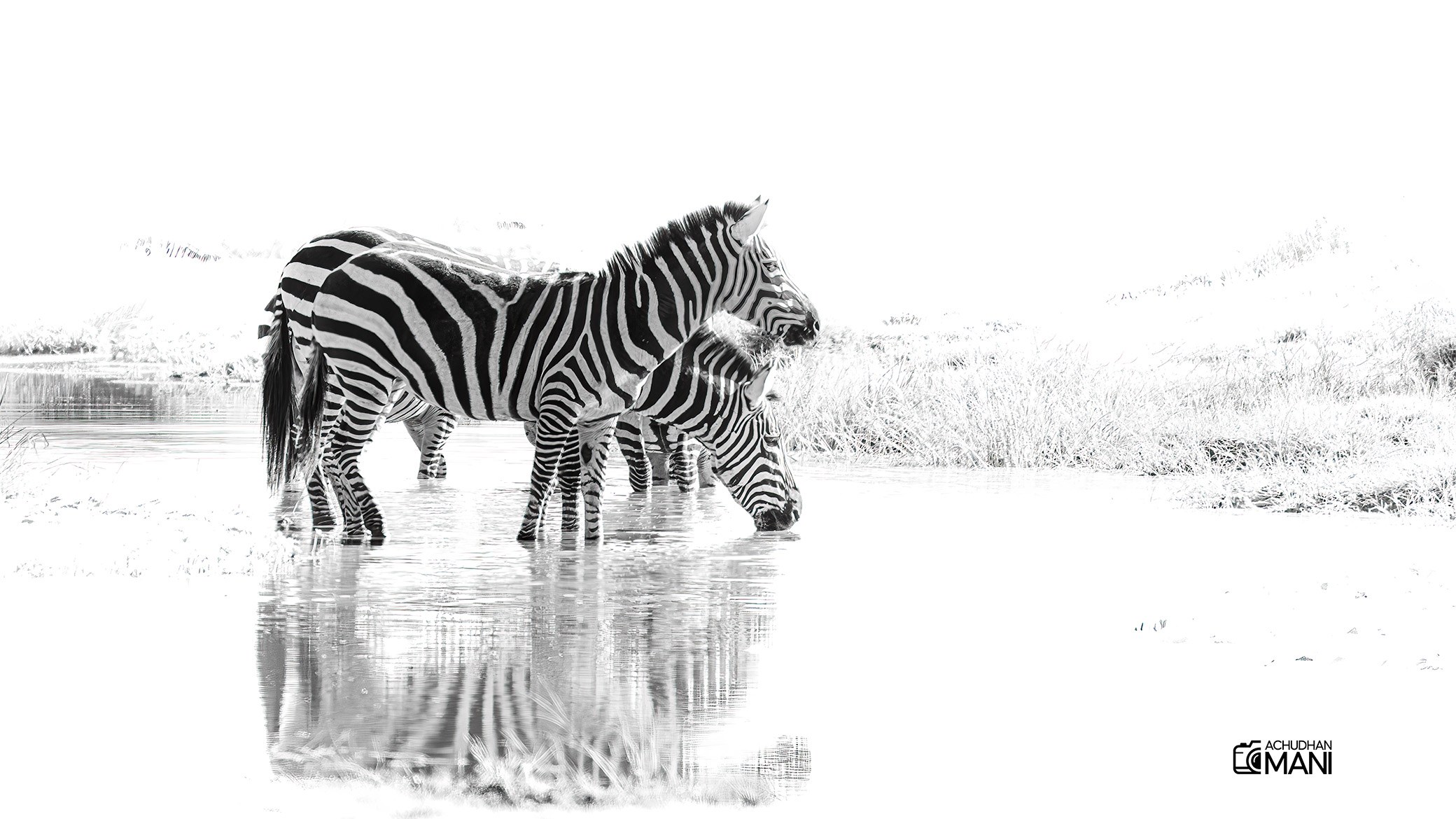 Wildlife
