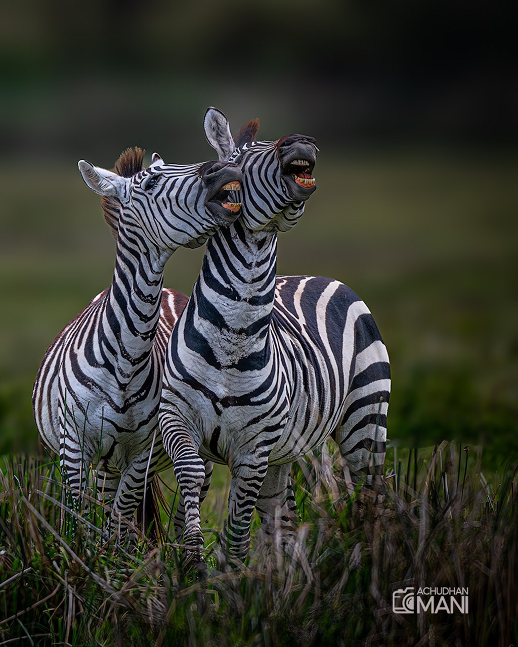 Wildlife