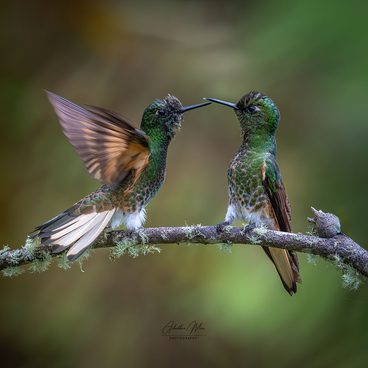 Humming Birds of Colombia — bird wildlife photography fine art print by Achyudhan Mani