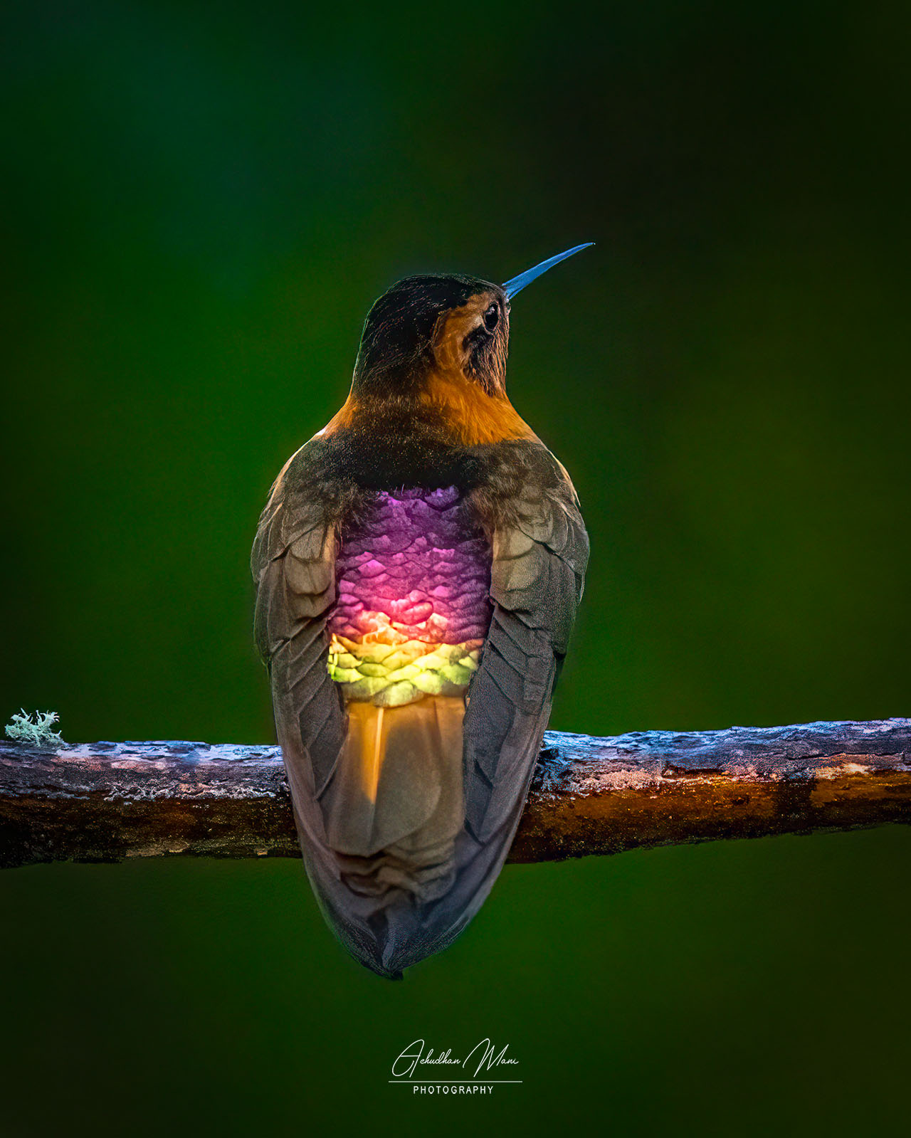 Shining Sunbeam Hummingbird — bird wildlife photography fine art print by Achyudhan Mani