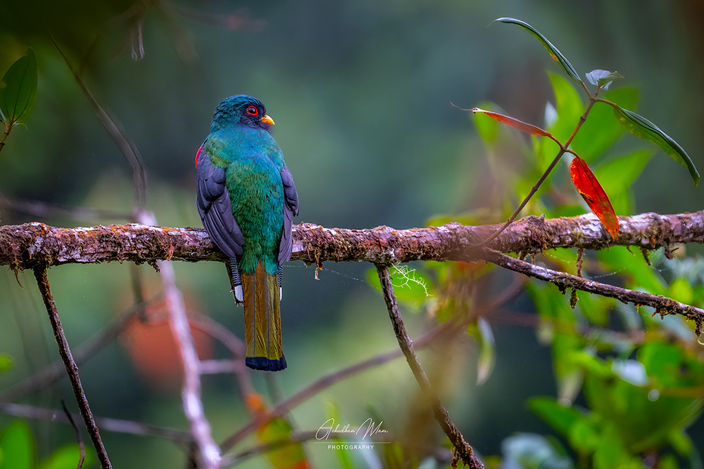 Masked Trogon, Colombia — fine art photography print by Achyudhan Mani