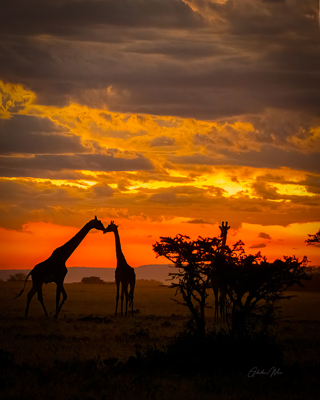 Romance in Masai — fine art photography print by Achyudhan Mani