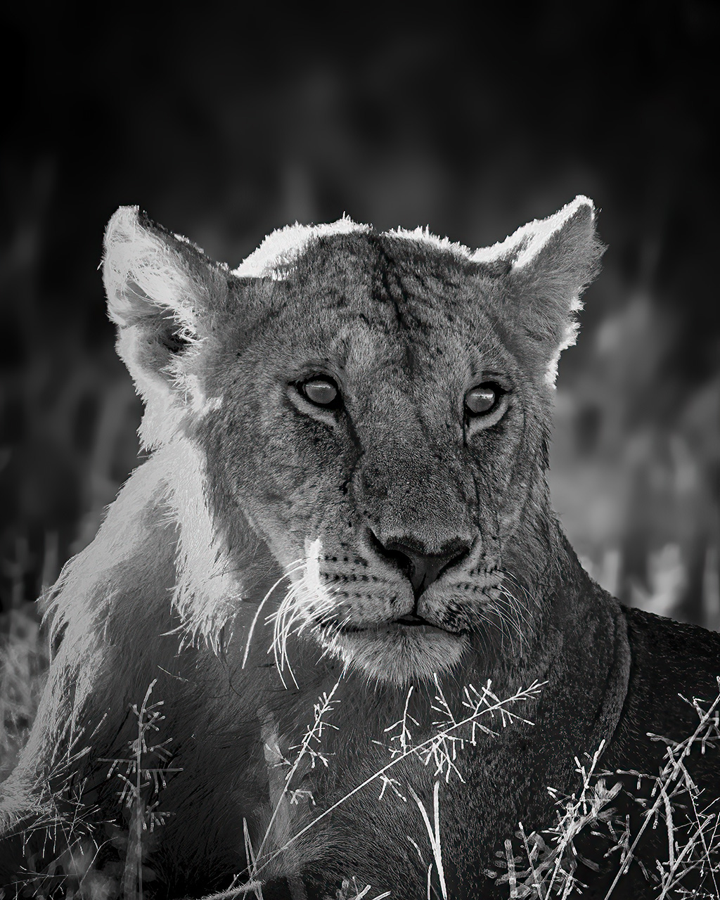 Lionnes of Masai — lion wildlife photography fine art print by Achyudhan Mani