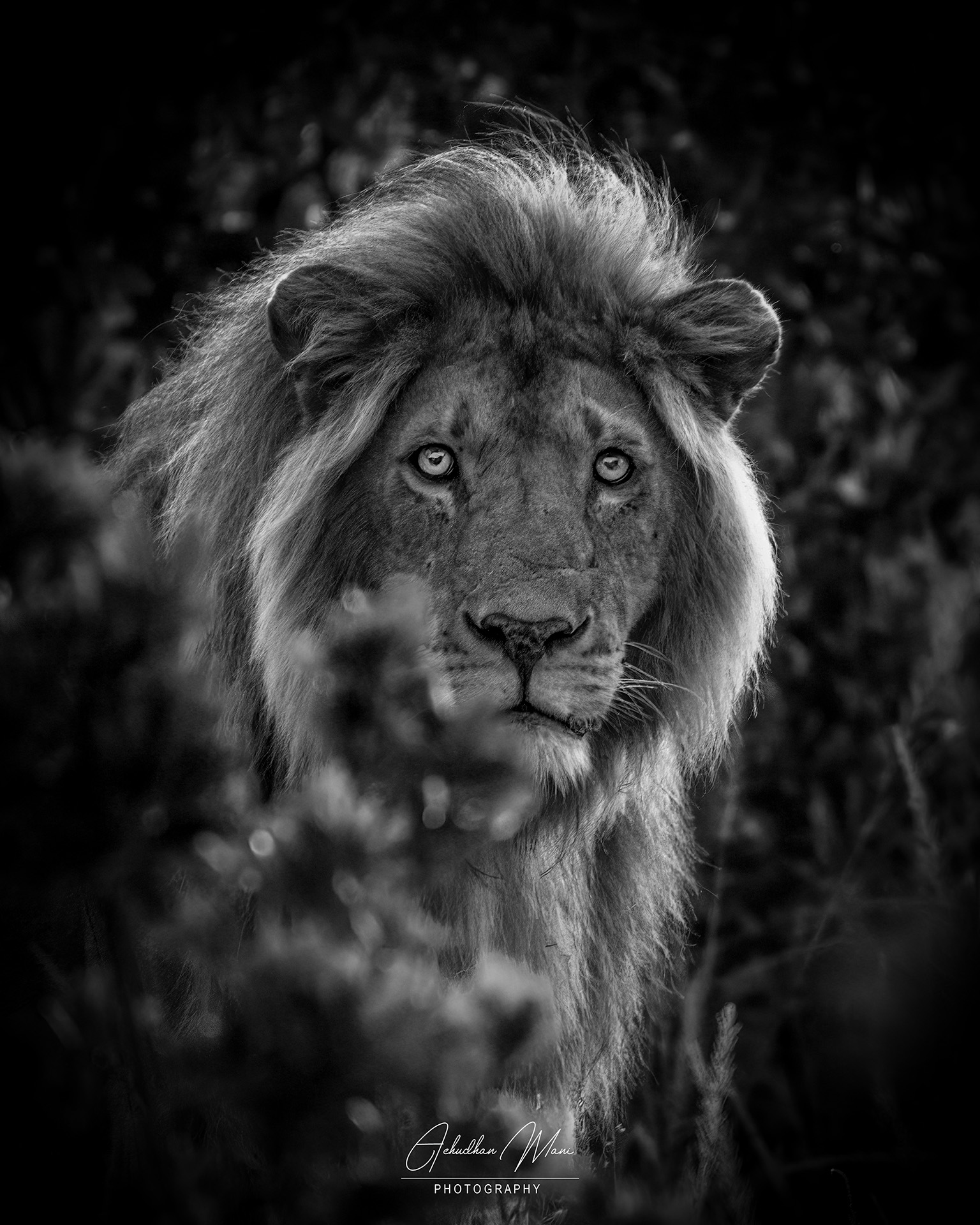 MRM7710-4 King of Masai — fine art photography print by Achyudhan Mani