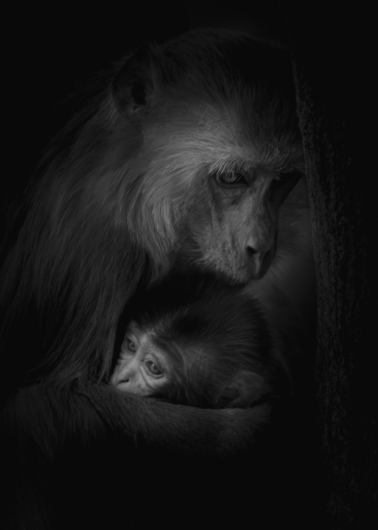 Silent Love, Philibit, India — fine art photography print by Achyudhan Mani