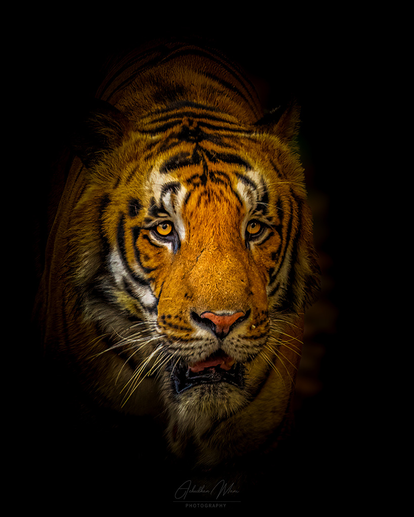 Indian Tiger, Philibit, India — Bengal tiger wildlife photography fine art print by Achyudhan Mani