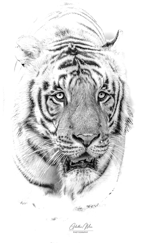 Indian Tiger(BW) Pilibit, India — Bengal tiger wildlife photography fine art print by Achyudhan Mani
