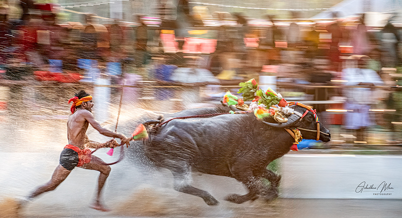 Kambala Race, Karnataka, India — fine art photography print by Achyudhan Mani