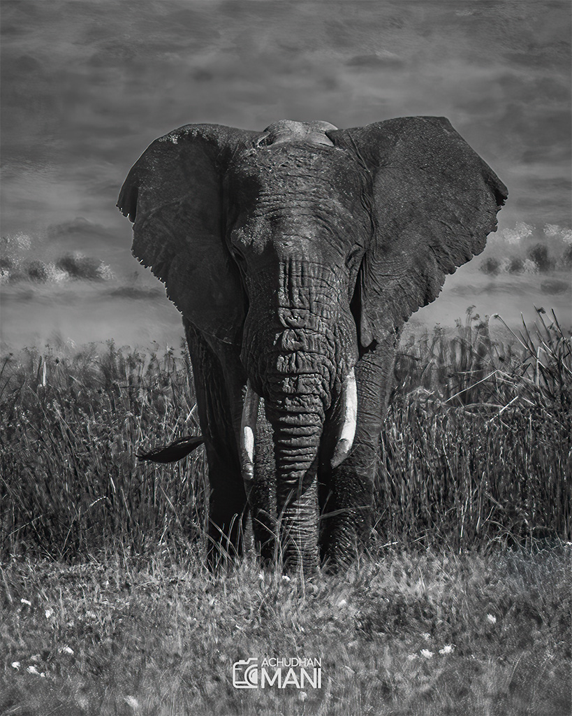 African Bush Elephant — elephant wildlife photography fine art print by Achyudhan Mani