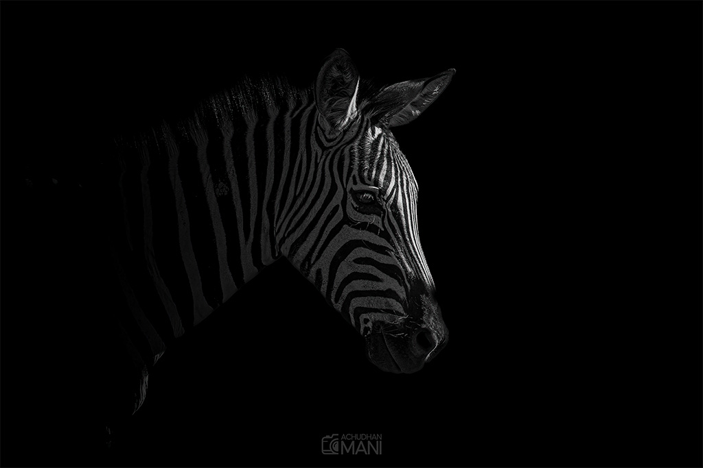 Zebra of Ngorongoro — fine art photography print by Achyudhan Mani