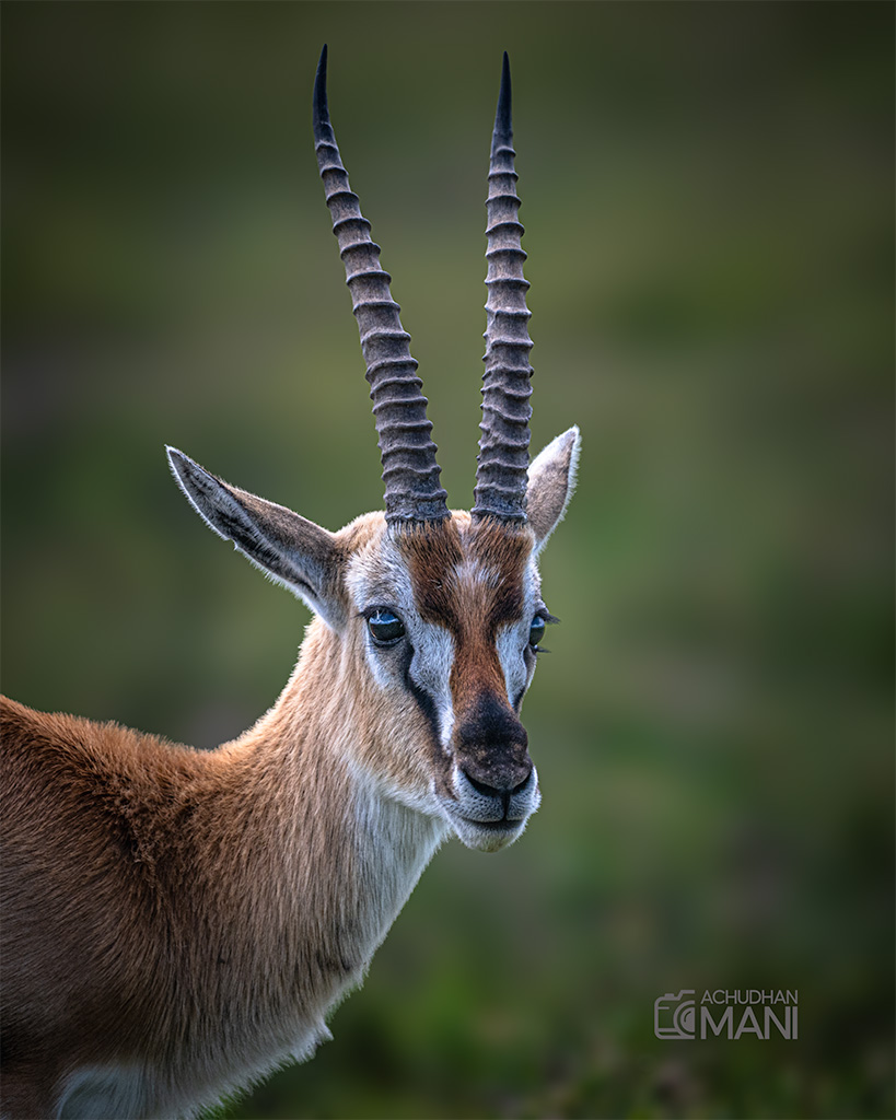 Beautiful Thomson's Gazelle — fine art photography print by Achyudhan Mani