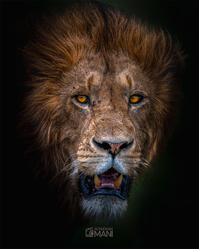 African Lion SIMBA — lion wildlife photography fine art print by Achyudhan Mani