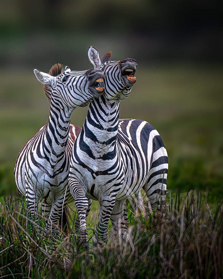 Duet at Serengeti, Tanzania — fine art photography print by Achyudhan Mani
