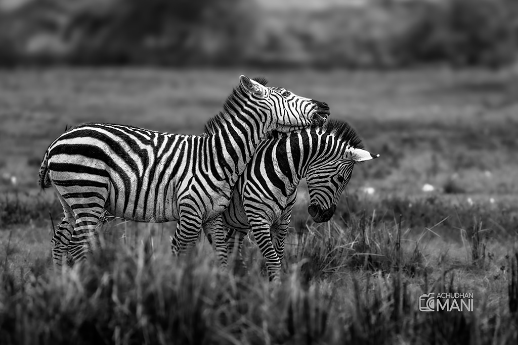 Zebras ib Love — fine art photography print by Achyudhan Mani