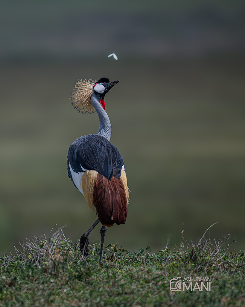 Crowned Crane of AFrica — fine art photography print by Achyudhan Mani