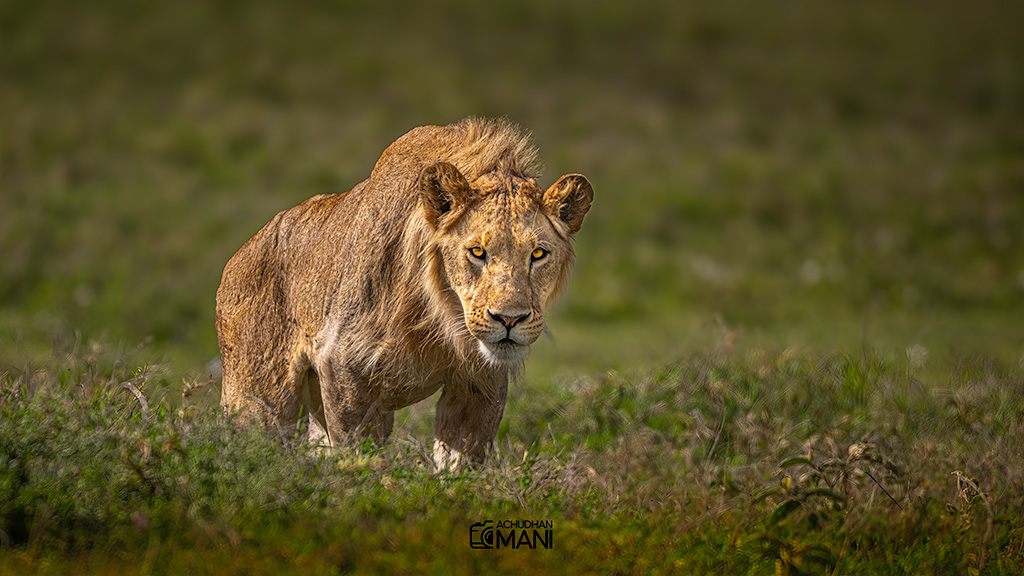 Africa Lion — lion wildlife photography fine art print by Achyudhan Mani