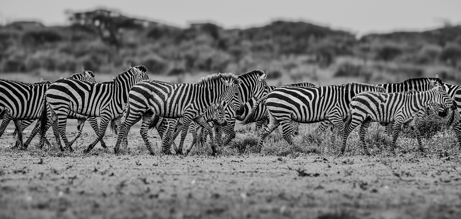 Zebra in Line, Tanzania — fine art photography print by Achyudhan Mani