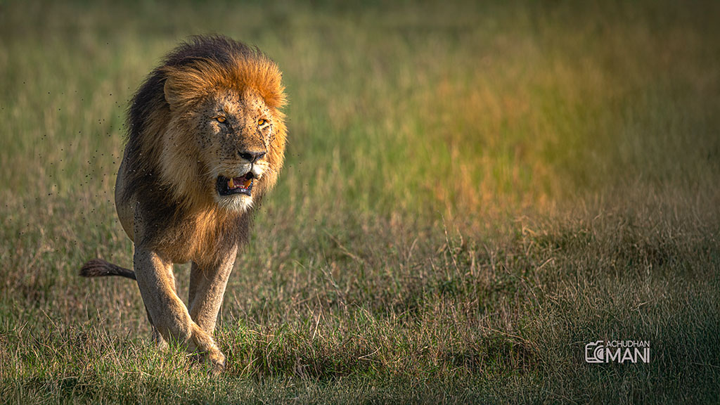 Lion of Serengeti — lion wildlife photography fine art print by Achyudhan Mani