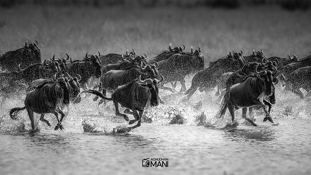 The Great Migration — fine art photography print by Achyudhan Mani