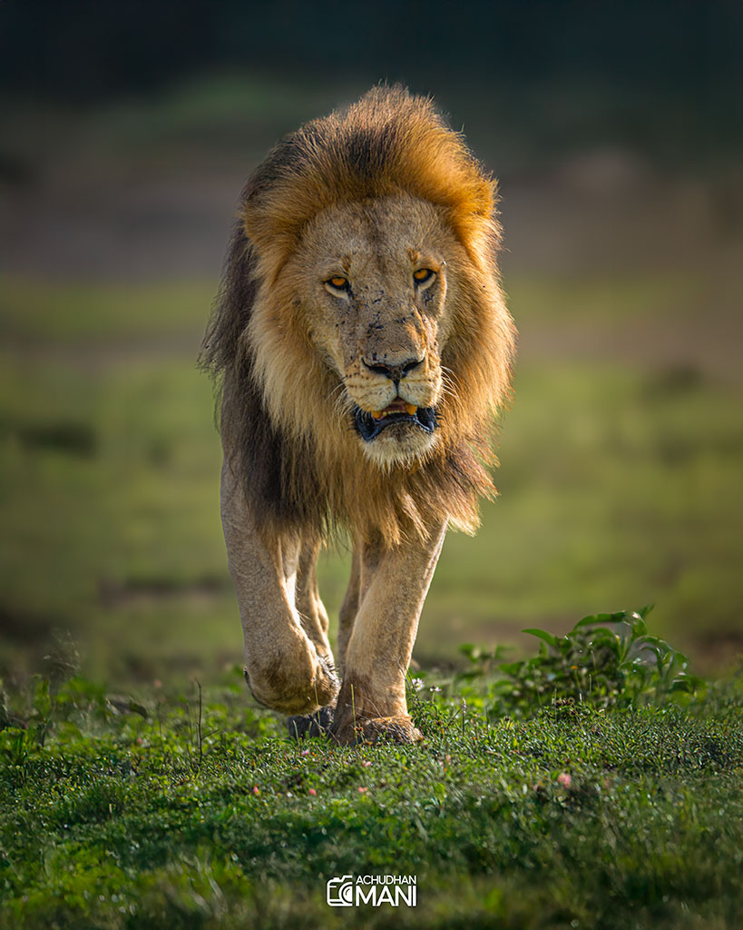 AFrican Lion — lion wildlife photography fine art print by Achyudhan Mani