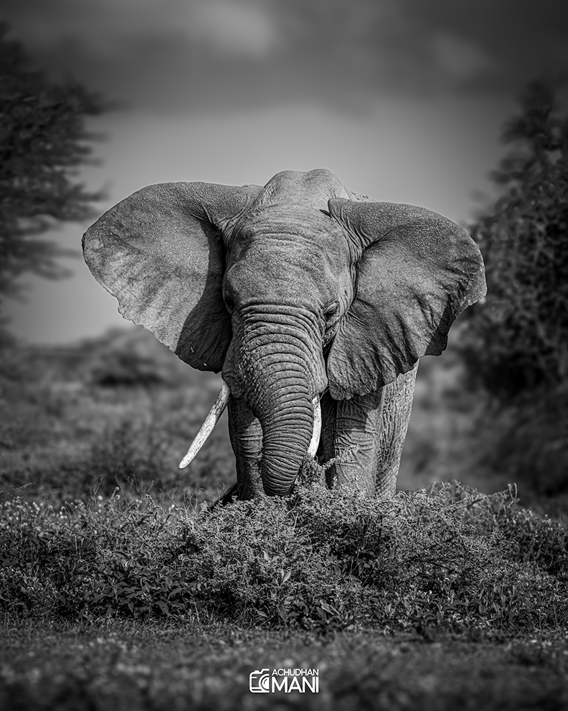 African Bush Elephant — elephant wildlife photography fine art print by Achyudhan Mani